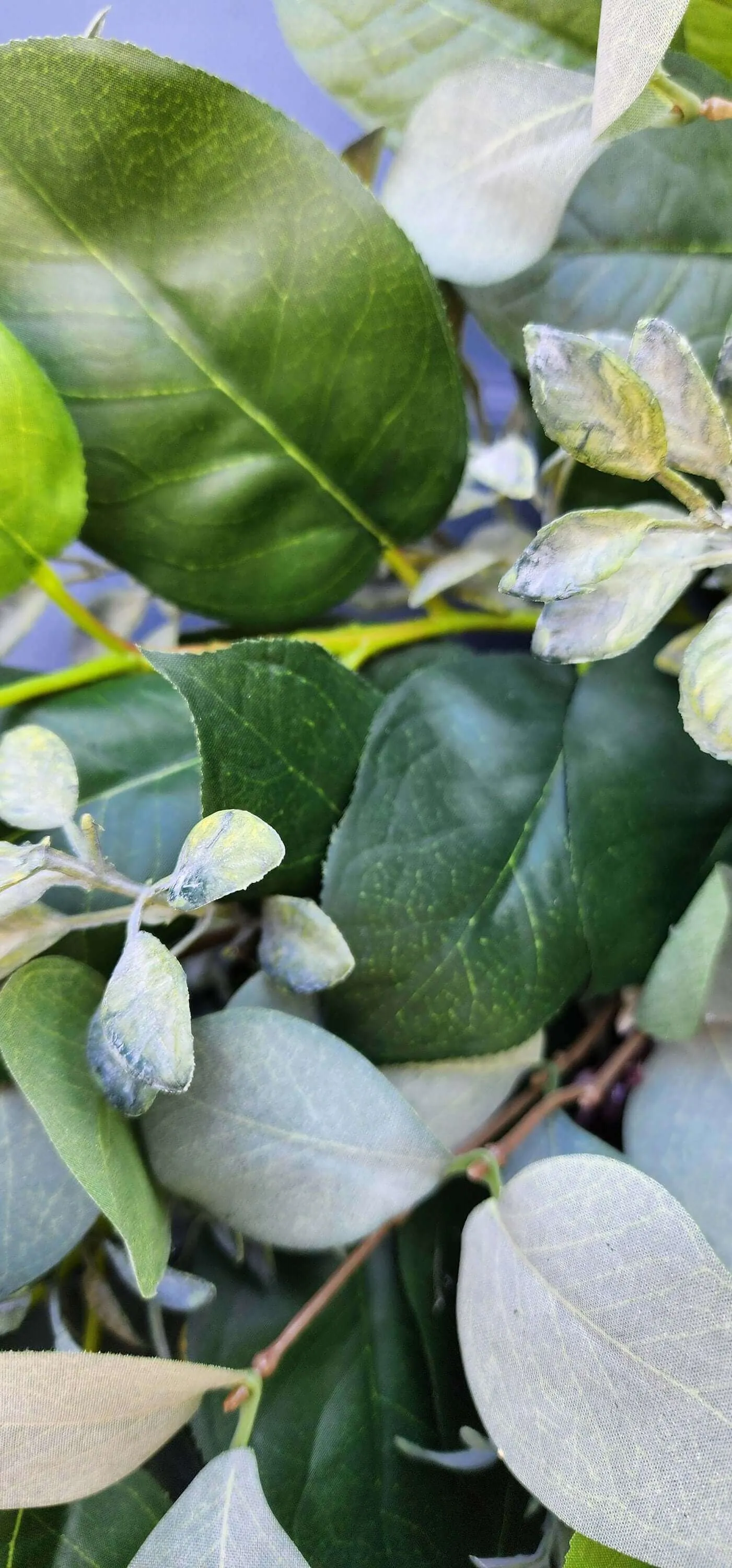 Luxurious Lemon Leaf, Silver Dollar Eucalyptus and Boxwood Wreath– Year-Round Elegance